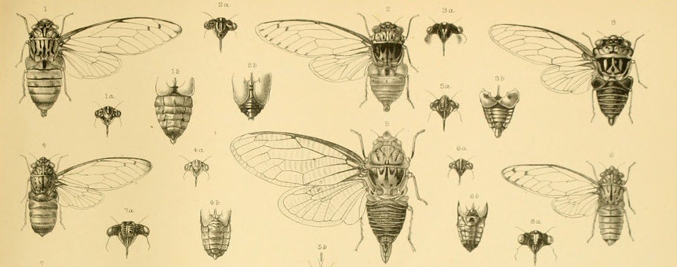 Part of a plate of cicadas drawn with their wings spread on one side