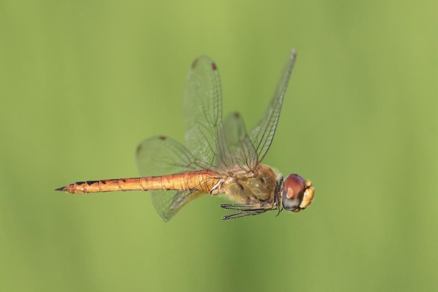 A globe skimmer dragonfly in flight, its four clear wings raised
