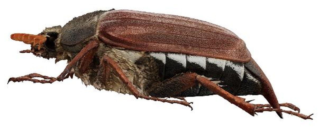 A cockchafer beetle from the side, its domed wing cases over the abdomen