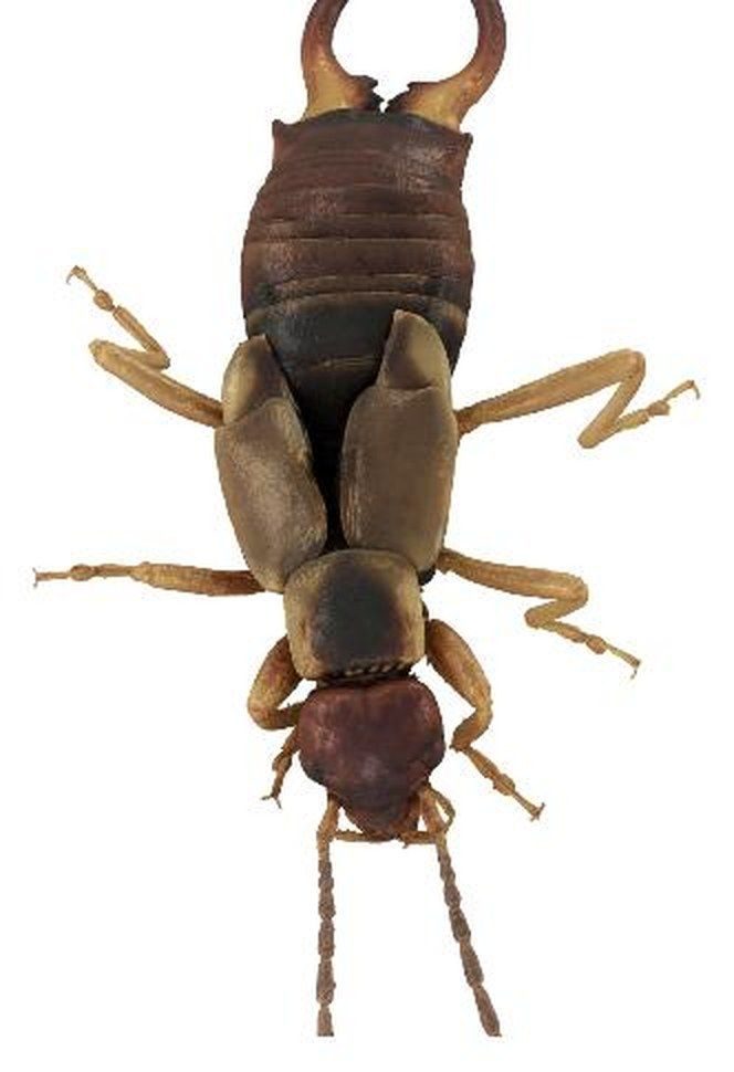 Earwig fan: Earwigs