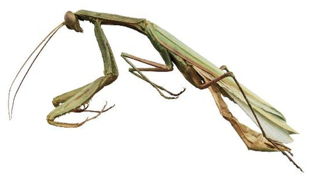 A European mantis from the side, the pleated hindwing tucked beneath the hardened forewing