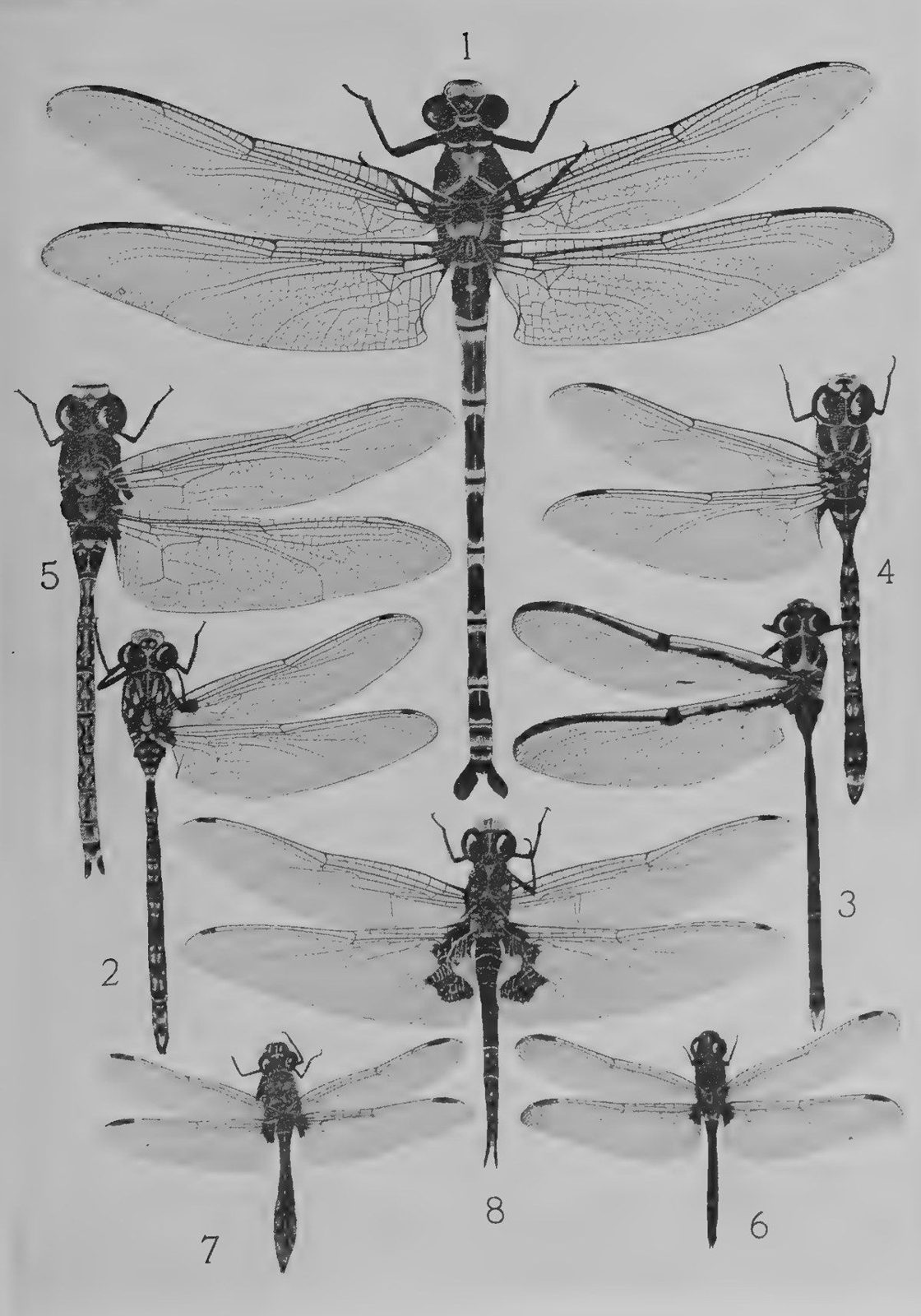Tillyard’s Plate 4: eight Australian dragonflies photographed from above with their wings spread
