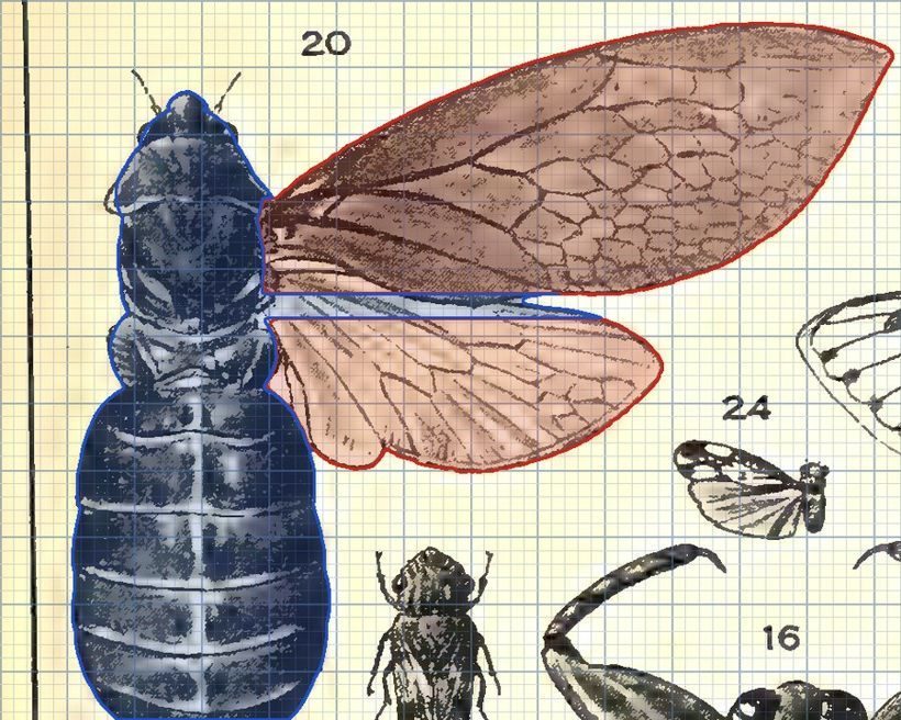 Tented roof: Cicadas, lacewings, caddisflies