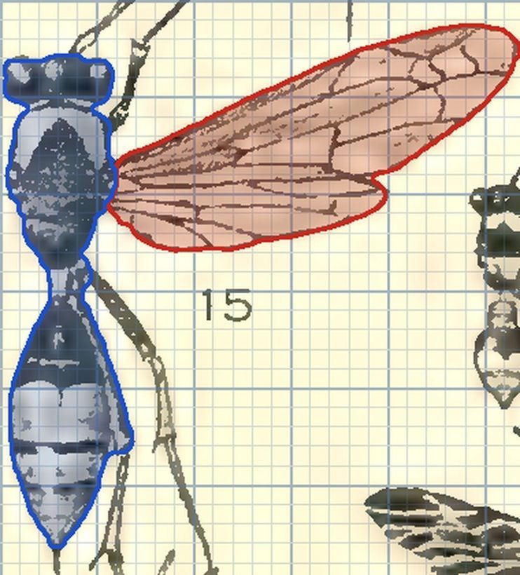 Lengthwise pleat: Paper wasps and potter wasps