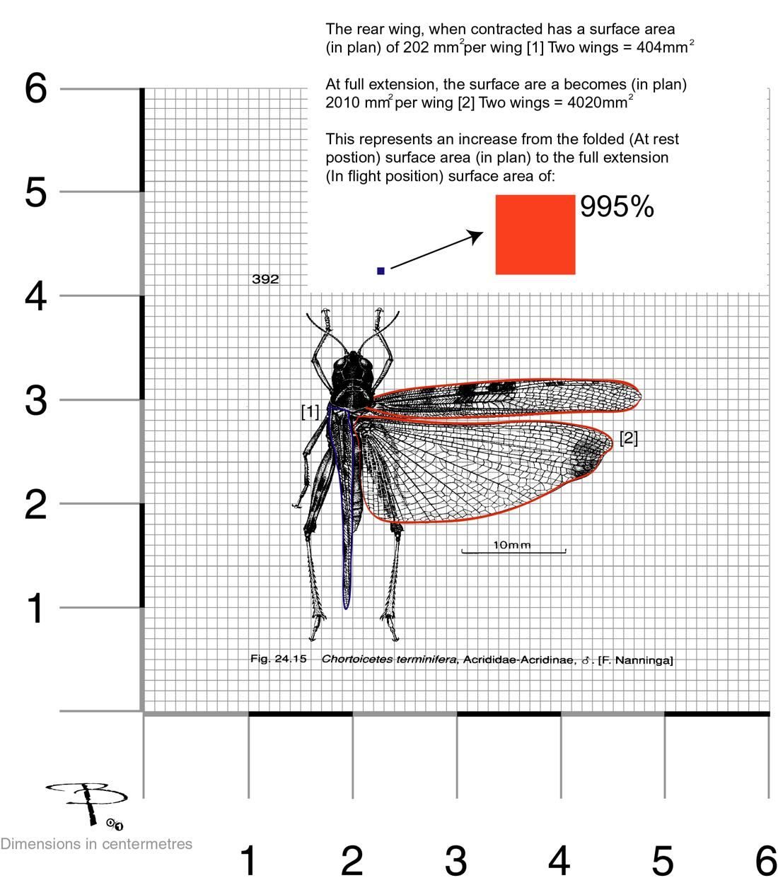 Australian plague locust, traced in plan view on a millimetre grid, folded and extended