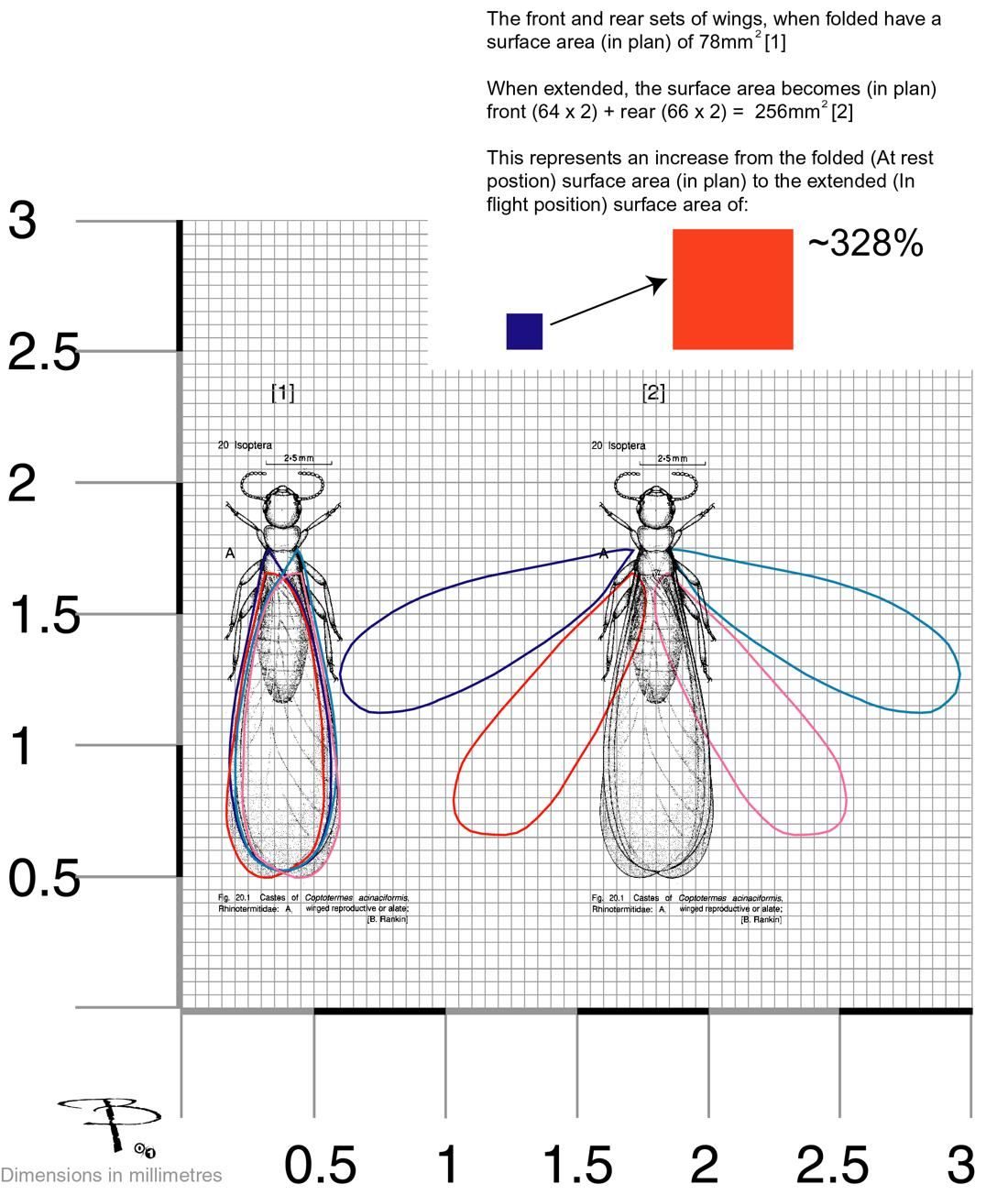 Termite alate, traced in plan view on a millimetre grid, folded and extended