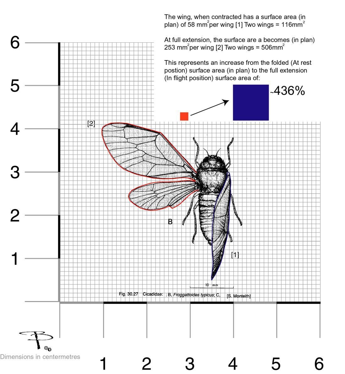 Eastern bent-wing cicada, traced in plan view on a millimetre grid, folded and extended