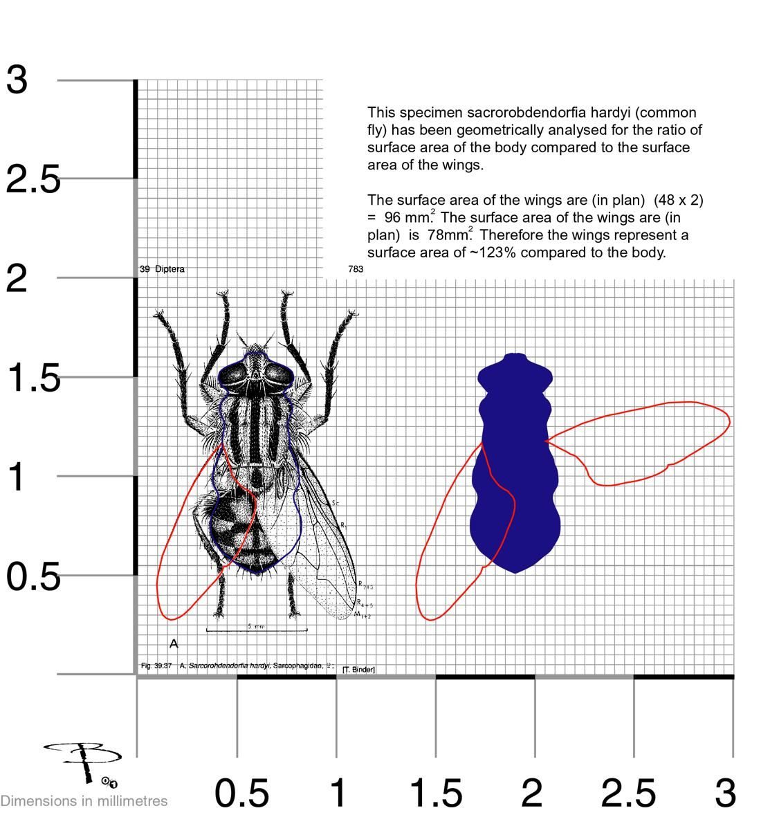 Flesh fly, traced in plan view on a millimetre grid, folded and extended