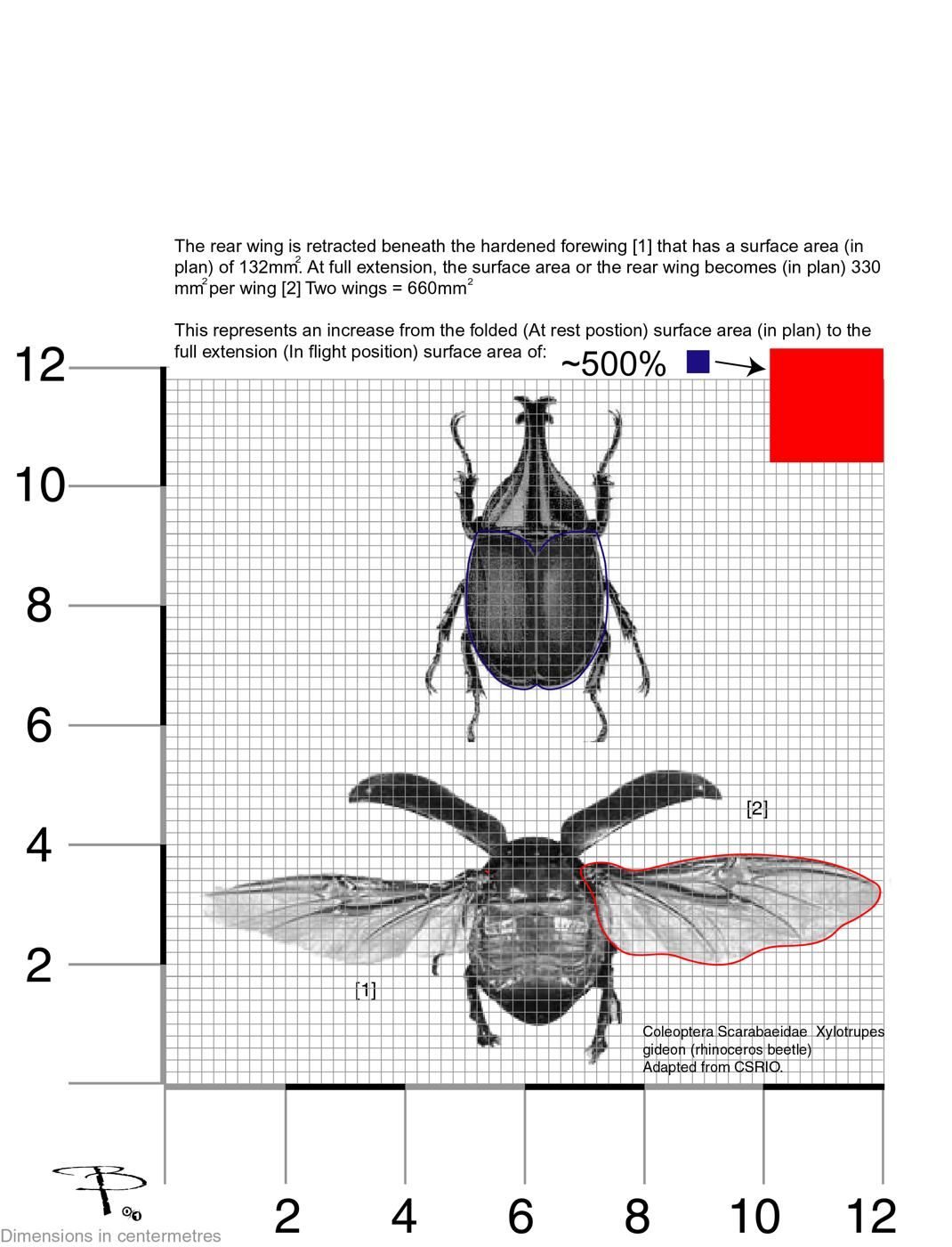 Shell over origami: Beetles and ladybirds